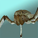 Mirmek.png