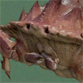 Thumbnail for version as of 01:00, 26 January 2025